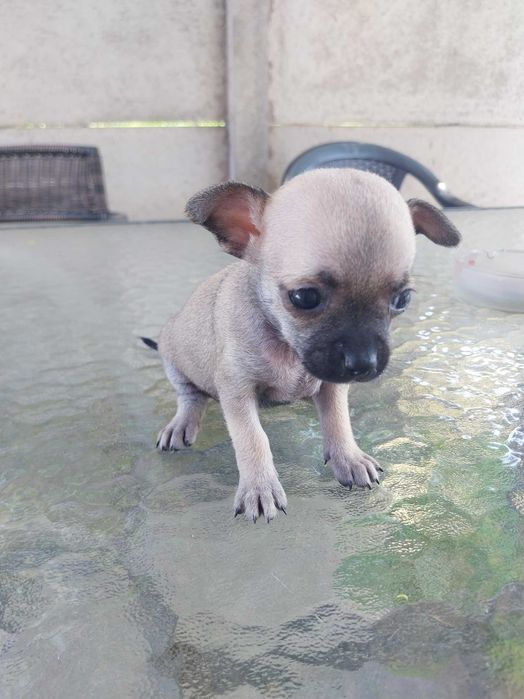 Chihuahua rasă pură pentru rezervare