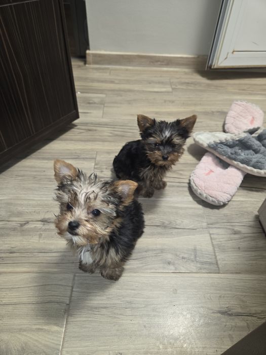 Кученцата мини йоркширски териер