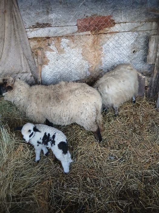De Vânzare o oie cu mieluta și o cârlana  preț 1600 lei preț fix