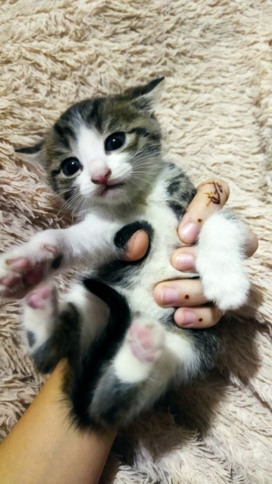Отдам котят в хорошие руки