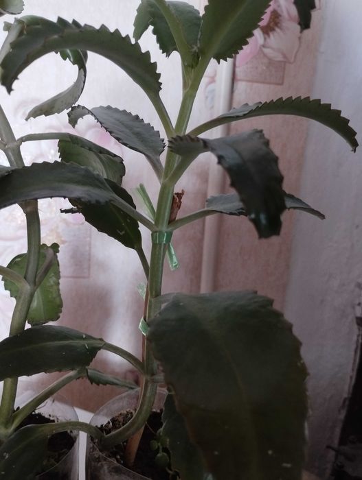 Продам Каланхоэ, рядом с Саяхатом.