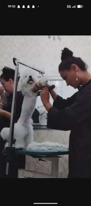 Frizerie Canină AYȘA 120 RON