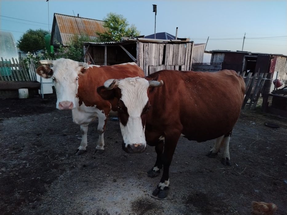 Продам двойных коров