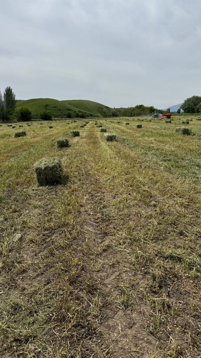 бірінші Кос жаңышқа