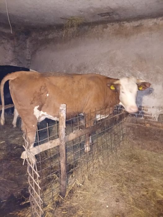 Vând juninca de 2 jumate