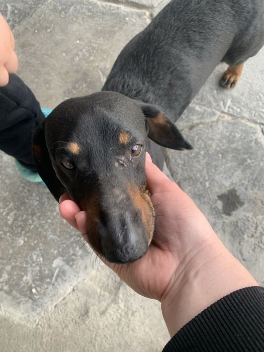 Продается собака Такса