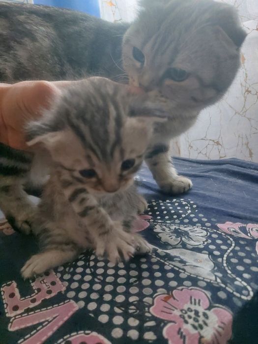 Продаются котята