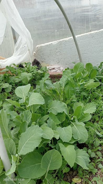 Продам рассаду помидор, капуста