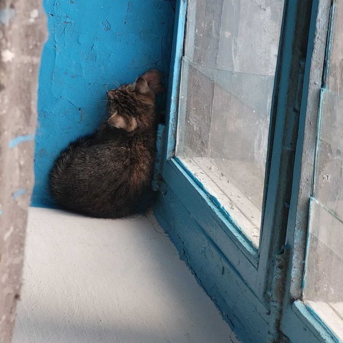 Пропали котята! Помогите найти!