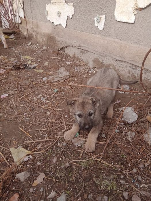 Собаки, щенки( овчарки)