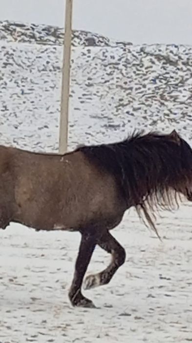 Айғыр, Қазақи жабы.  Жеребец