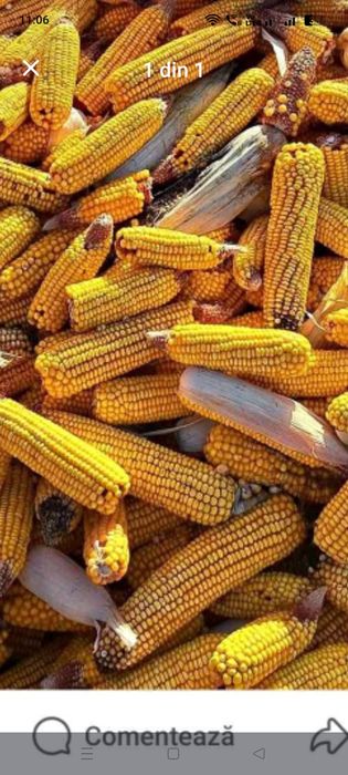 Vând Porumb stiulete