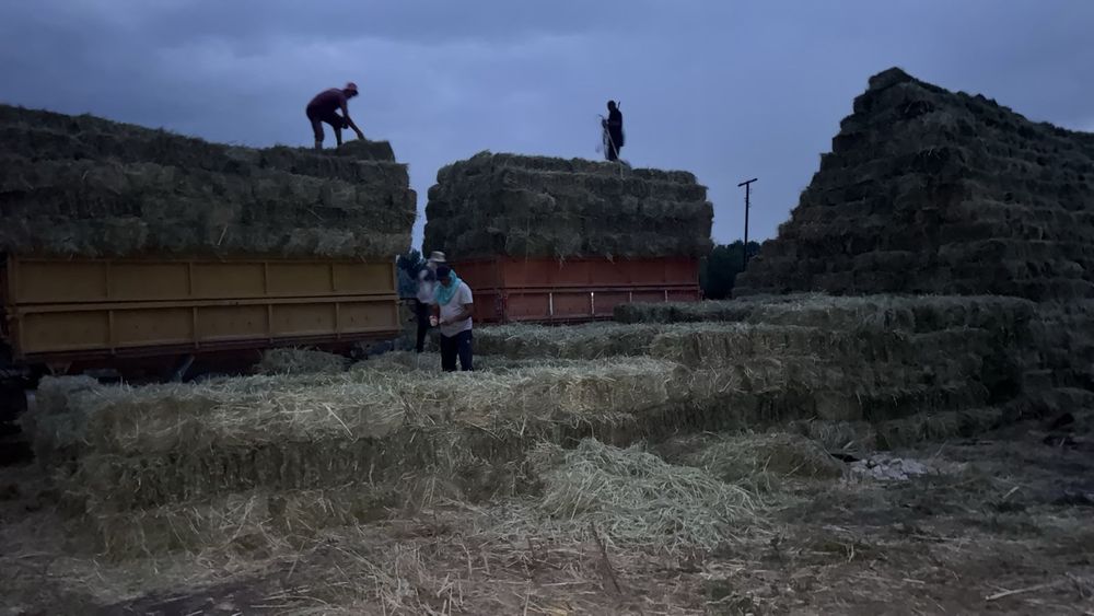 Продается сено естественное