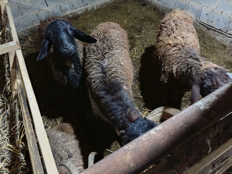 Тохты сатылады 6 бас