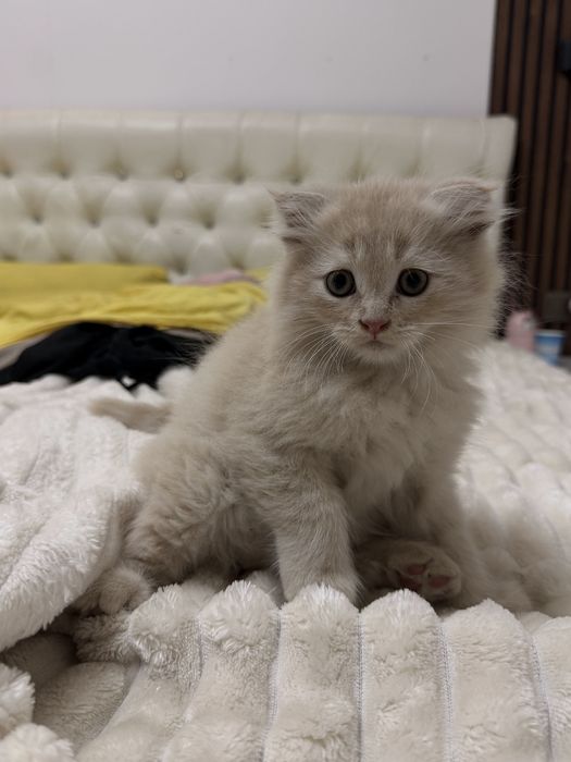 Продается вислоухий котенок