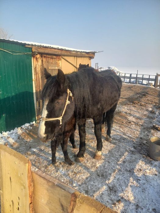 продам кобылу с жеребенком или отдельно