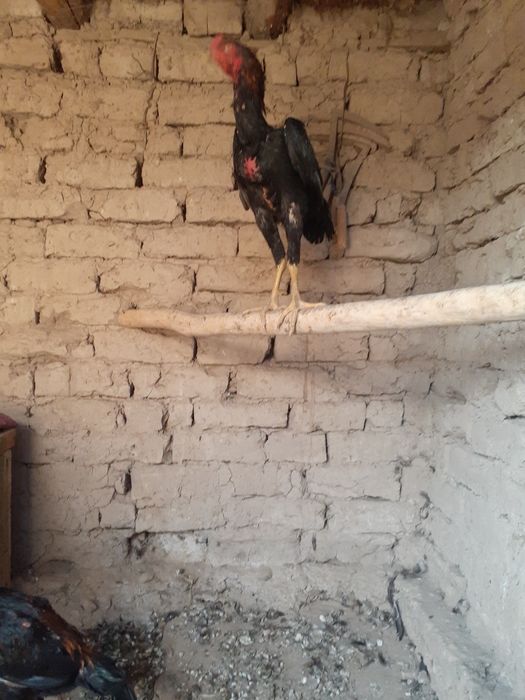 Dakan xorozlar mayiski