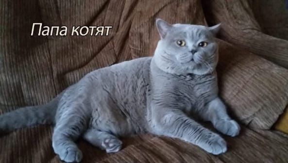 Британские котята