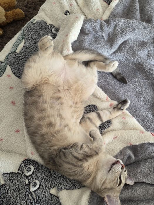 Dau spre adopție cățeluș si 2 pisicuțe