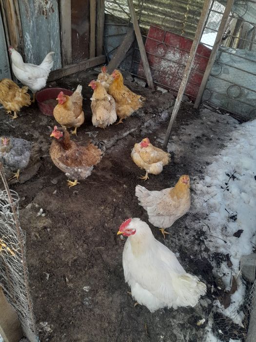 Pui de vânzare  16 lei bucata