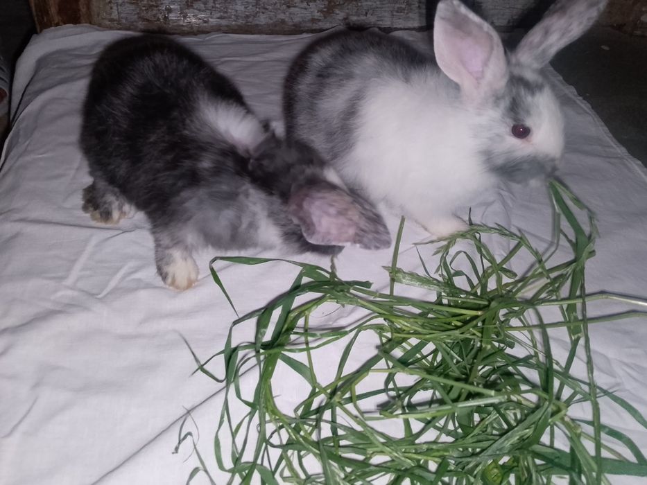Продаются кролики