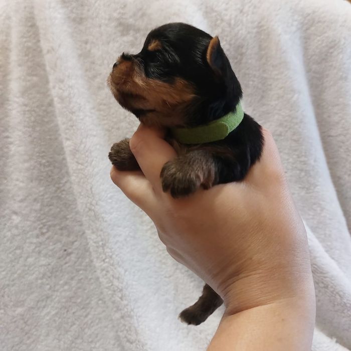 Очаровательные щенки Йорка.