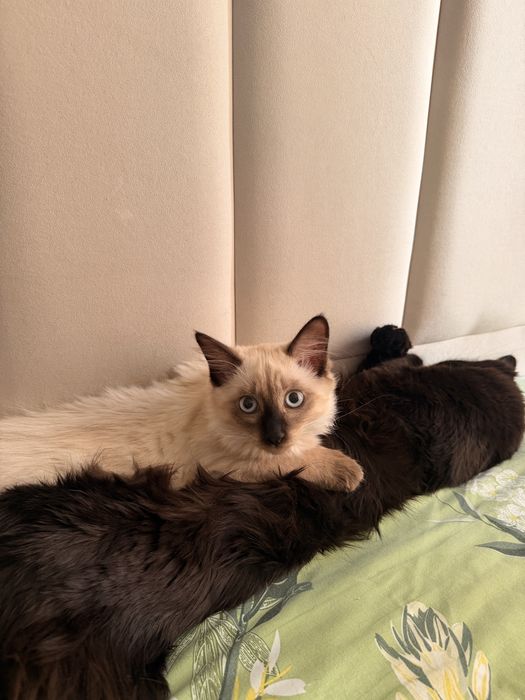 Отдам чудесных котят
