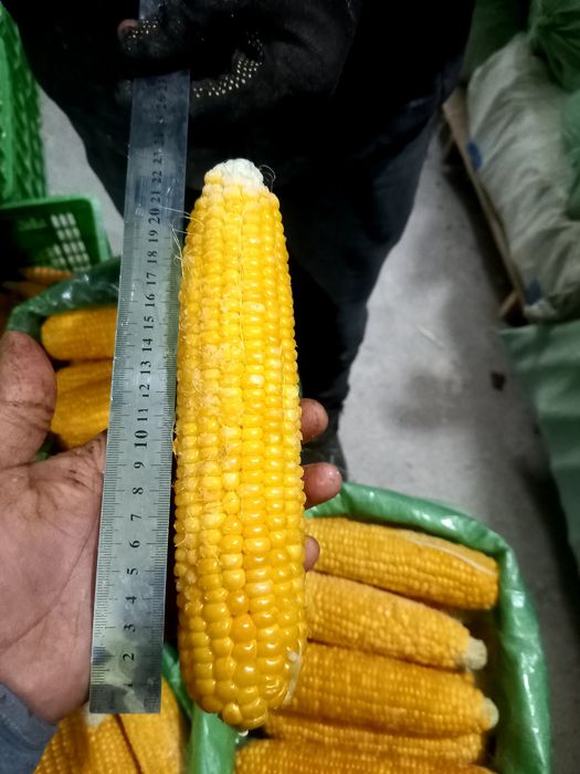 Замороженная  Сладкая кукуруза сорт мегатон