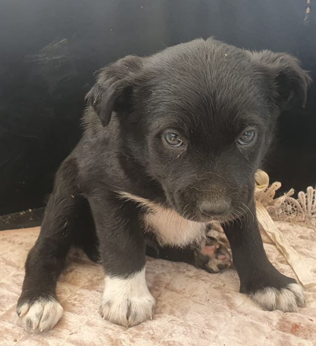 Щенята в добрые руки