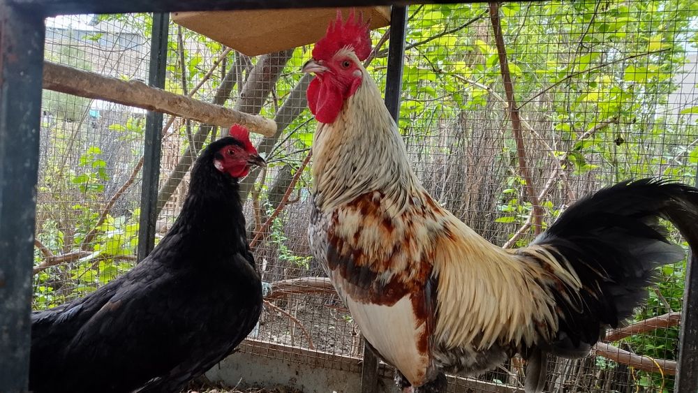 Xonaki tovuqlar brama kulangi