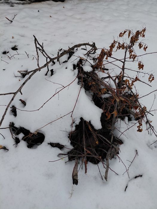 Отын трава отын агаш