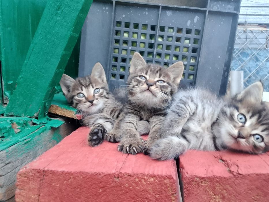 Отдам котят в добрые руки.