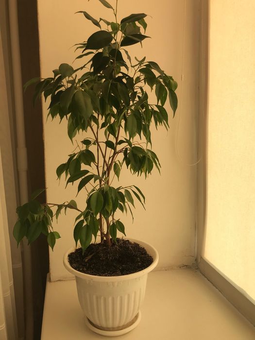 Продам комнатные цветы