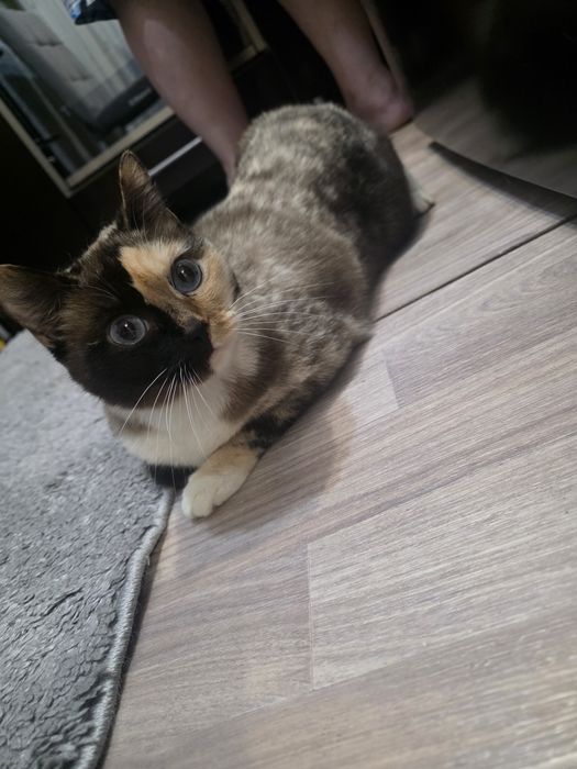 Отдам в добрые руки кошечку около 3 лет