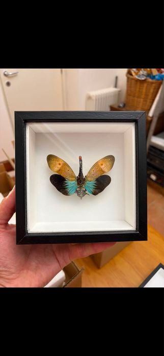 Rare Praying Mantis Butterfly Framed Insect Art Cadou Inedit Fluture Mantis Rama Decor Exotic 90 Euro Praying Mantis Butterfly Framed Art entomologice