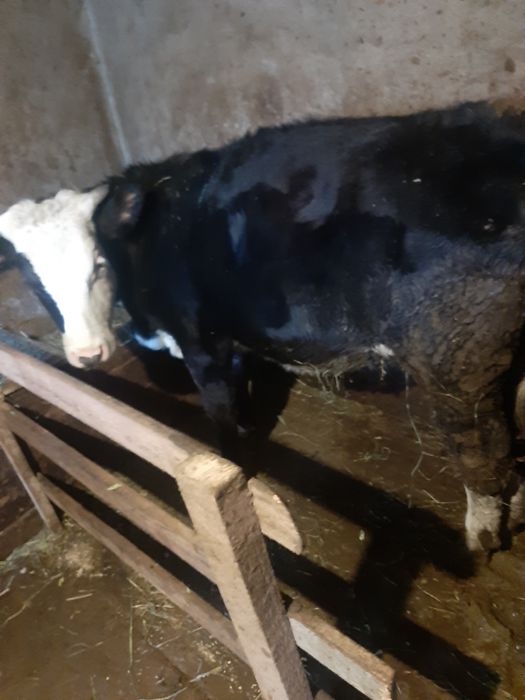 Vaca vitea de vanzare