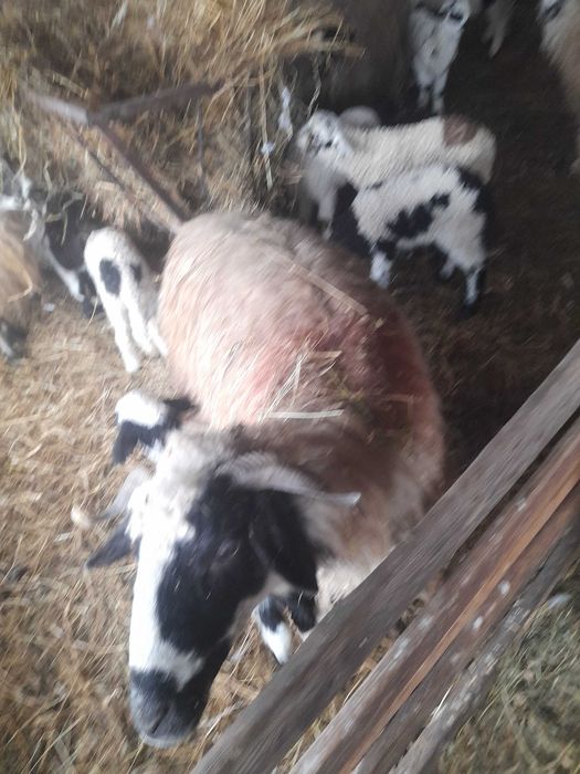 De vanzare 5 oi cu miei