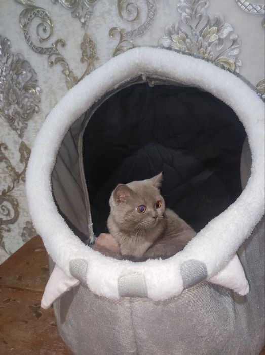 Mushuk Zottor Ckotsh fold