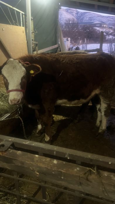 Корова откром согым