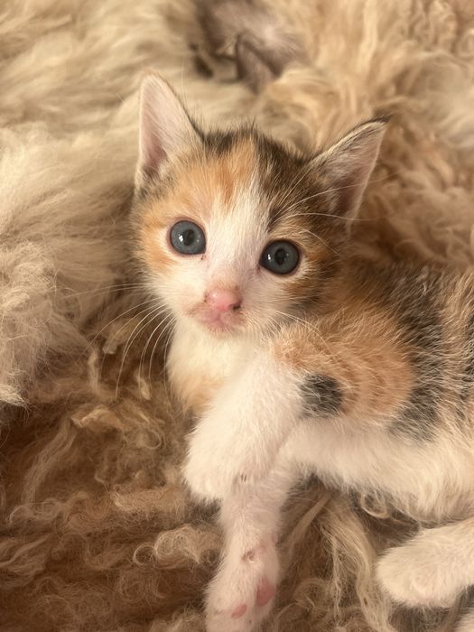 Pui de pisica adoptie