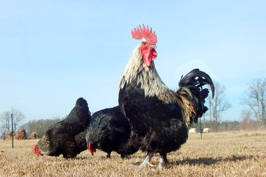 Яйца от Маран, няколко цвята