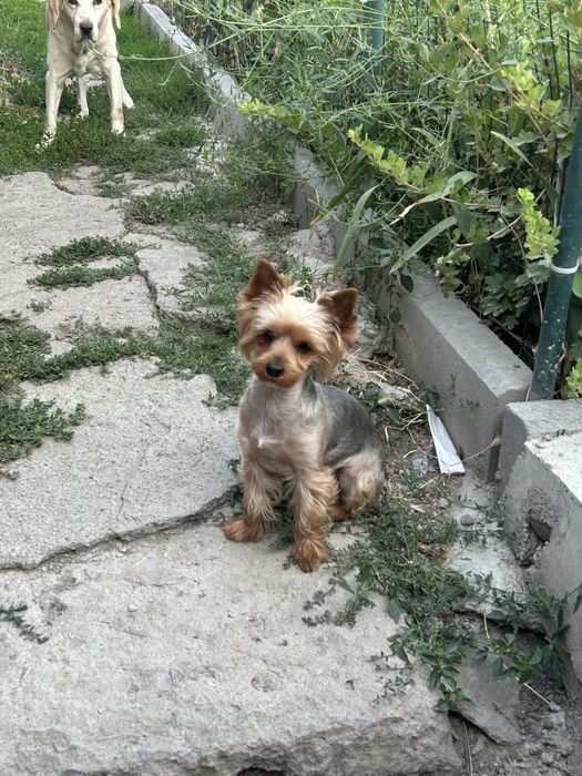 Йоркширский терьер  вязка