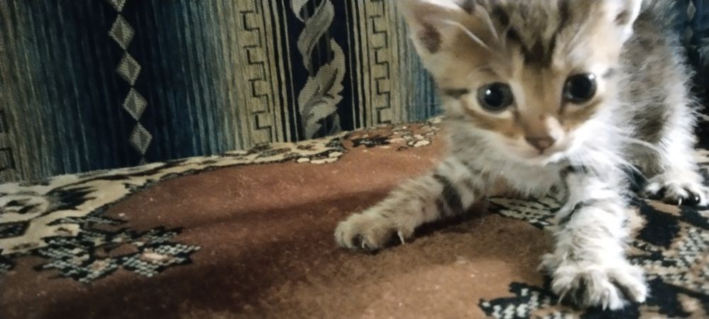 Котята.Отдам даром котят.