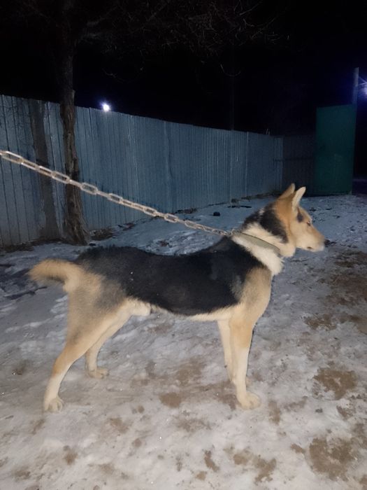 Саудасы бар таза лайка