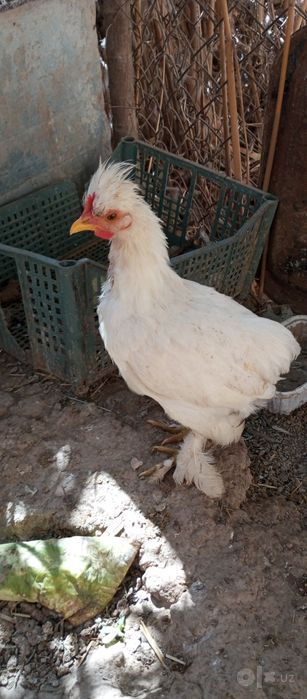 Yapon xoʻroz tovuq