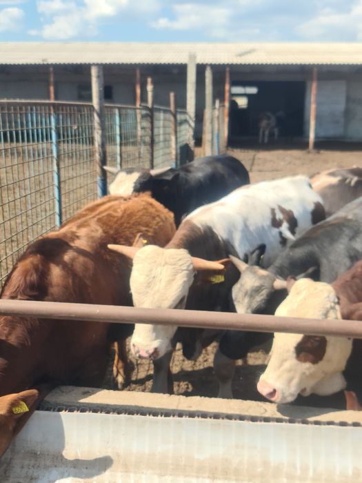 Tauri Bălțată Românească