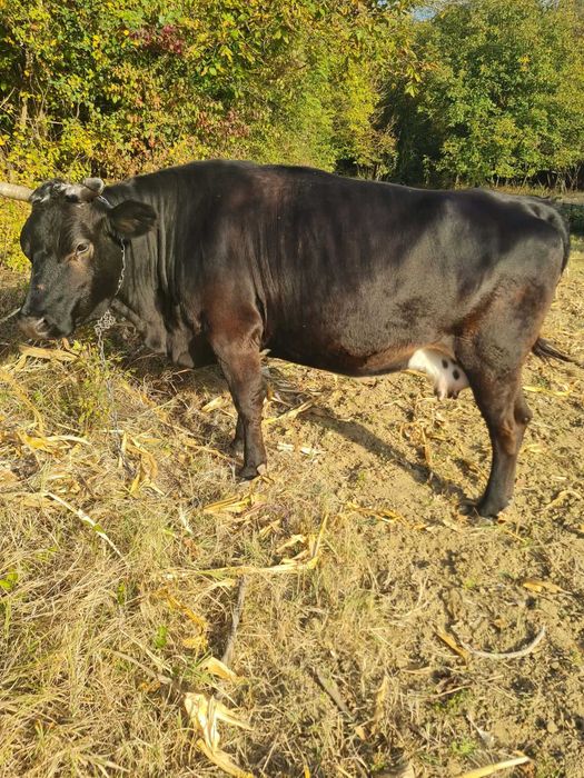 Vaca de vânzare