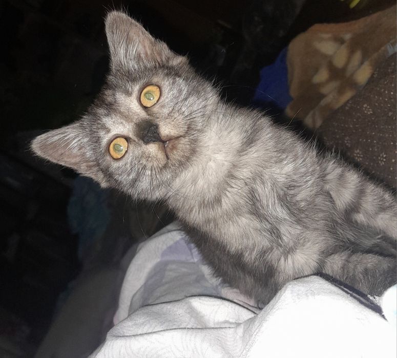 Котёнок девочка ищит дом