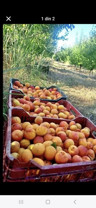 Vând caise bine coapte dulci și foarte aromați cu suficineță zaharină,