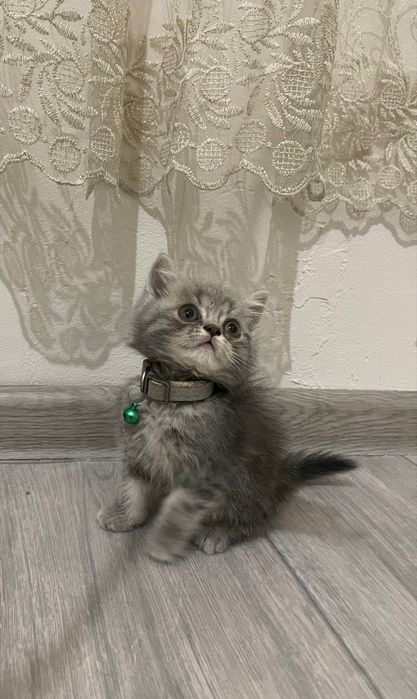 Порода: Скоттиш страйт